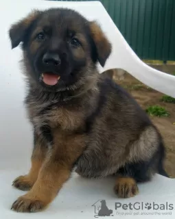 Additional photos: German Shepherd puppies