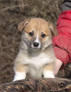 Additional photos: Welsh Corgi