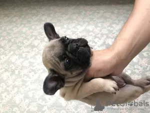 Photo №3. French Bulldog. Ukraine