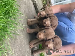 Photo №2 to announcement № 11692 for the sale of bedlington terrier - buy in United States breeder