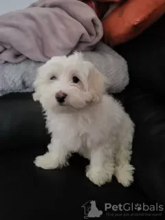 Additional photos: Bichon maltez for sale