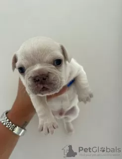 Additional photos: Full Kennel club registered pedigree French bull dog puppies