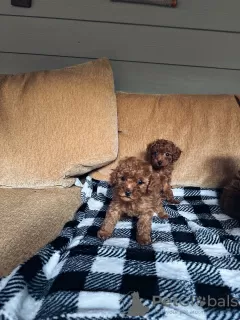 Additional photos: Toy poodle. Premium puppies.