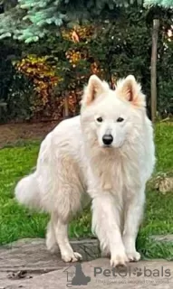 Additional photos: Long-haired Swiss Shepherd male puppies