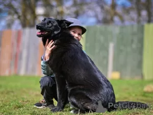 Photo №3. Dog Chernysh is looking for a home. Russian Federation