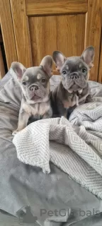 Photo №3. Tan French Bulldog puppies. Finland