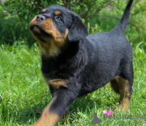 Additional photos: Rottweiler puppy - Viana Tanarotti