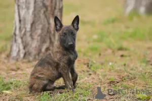 Photo №4. I will sell dutch shepherd in the city of Požarevac.  - price - negotiated