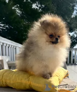 Photo №2 to announcement № 39295 for the sale of pomeranian - buy in Montenegro from nursery