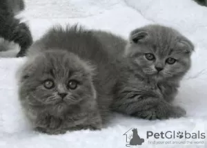 Photo №1. scottish fold - for sale in the city of Anderlecht | 211$ | Announcement № 105494