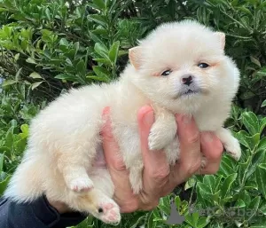 Photo №1. pomeranian - for sale in the city of Kula | negotiated | Announcement № 117288