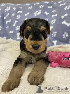 Additional photos: Airedale Terrier ZkwP/FCI puppy - female and male