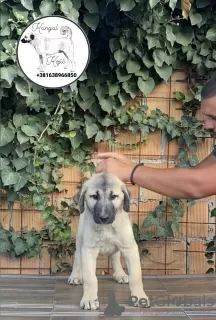 Photo №3. Turkish kangal puppies for sale. Serbia