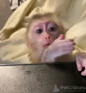 Photo №3. BEAUTIFUL BABY MONKEYS FOR SELL. United Kingdom