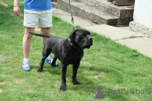 Additional photos: South African Mastiff, Boerboel