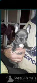 Photo №1. french bulldog - for sale in the city of Kiev | 1057$ | Announcement № 38137