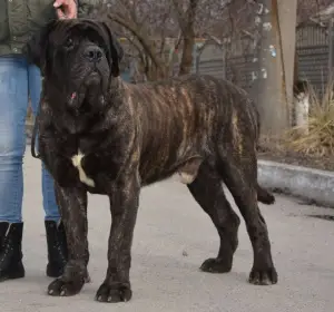 Additional photos: English Mastiff Puppies