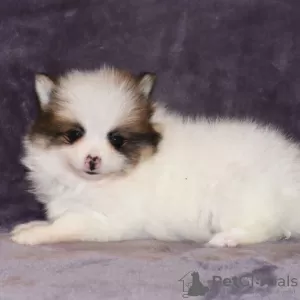 Photo №3. Pomeranian available. Brazil