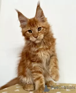 Photo №1. maine coon - for sale in the city of Berlin | 528$ | Announcement № 103865