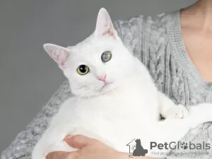 Photo №3. Affectionate white cat Lusya.. Russian Federation