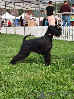 Additional photos: Miniature Schnauzer puppies