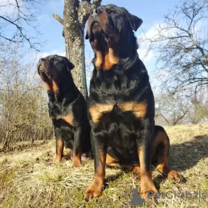 Additional photos: Rottweiler puppies want to meet their new owners