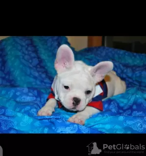 Additional photos: French Bulldog puppies for sale.