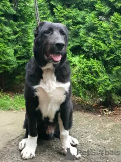 Additional photos: Puppy of the Central Asian Shepherd Dog / CAO / Alabai