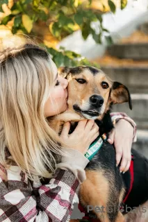 Additional photos: Mixed German Shepherd Count in good hands