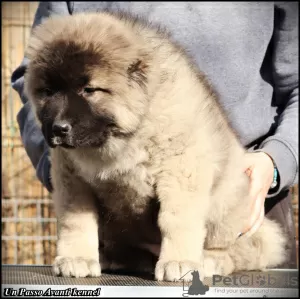 Additional photos: Caucasian Shepherd puppies for sale