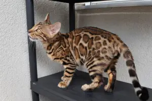 Photo №3. Bengal cat Colombo. Germany