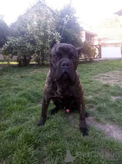 Additional photos: cane corso boy for sale