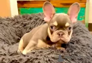 Photo №4. I will sell french bulldog in the city of Weilrod. breeder - price - 2353$