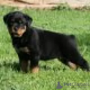 Photo №2 to announcement № 128435 for the sale of rottweiler - buy in Germany breeder