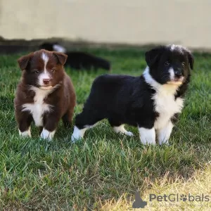 Photo №1. border collie - for sale in the city of Paris | negotiated | Announcement № 120013