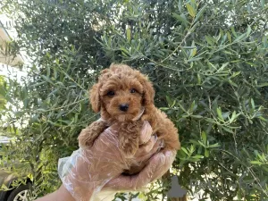 Photo №2 to announcement № 96512 for the sale of poodle (toy) - buy in Czech Republic private announcement