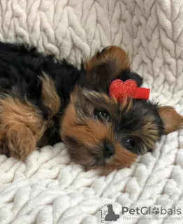 Photo №2 to announcement № 97352 for the sale of yorkshire terrier - buy in Germany private announcement