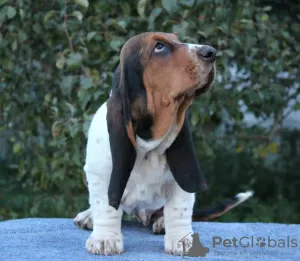 Additional photos: Basset hound