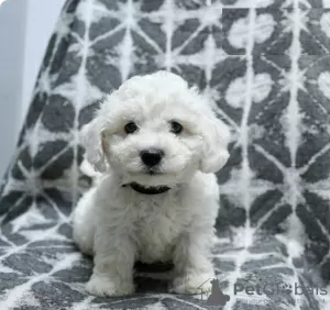 Photo №1. bichon frise - for sale in the city of Никосия | 634$ | Announcement № 103922