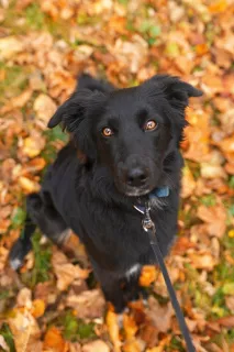 Photo №1. border collie - for sale in the city of Москва | Is free | Announcement № 5761