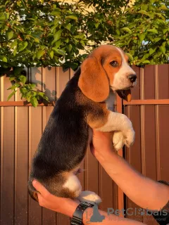 Additional photos: Adorable beagle puppy looking for his home and the most affectionate cuddles!