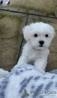 Photo №1. maltese dog - for sale in the city of Šiauliai | 423$ | Announcement № 127612