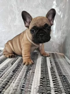 Additional photos: French Bulldog puppies