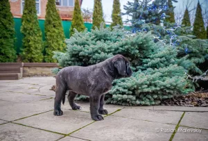 Photo №2 to announcement № 5389 for the sale of english mastiff - buy in Ukraine private announcement, from nursery