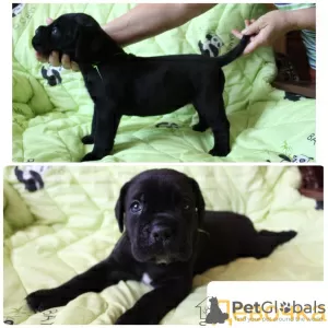 Additional photos: Cane Corso puppies