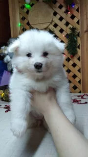 Additional photos: Samoyed Puppies Bear type