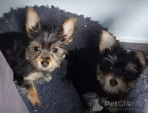 Additional photos: 2 Stunning Yorkshire Terrier Pups Left (10 weeks Old)