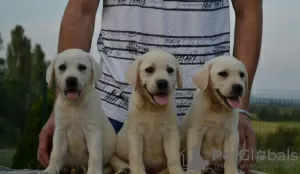 Photo №3. Labrador retrievers. Serbia