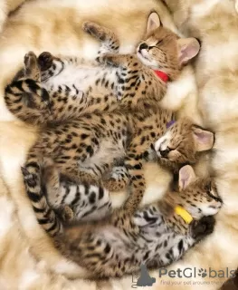 Additional photos: ocelot, serval and caracal kittens available