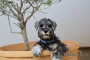 Additional photos: Miniature Schnauzer pepper and salt